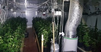 שישה נאשמים בהפעלת רשת מעבדות הידרו עם כרבע טון קנאביס