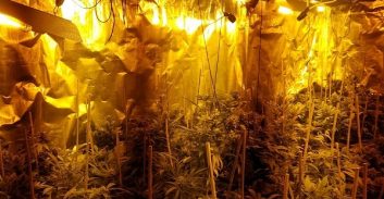 שחרור מוקדם לצעיר שנשפט למאסר על גידול כרבע טון מריחואנה