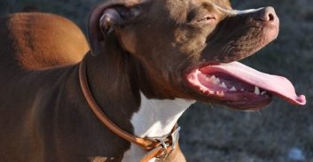 כתב אישום על גרימת מוות ברשלנות נגד בעל כלב שנשך למוות ילד