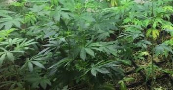 חולון: הצהרת תובע נגד חשוד בגידול 46 ק"ג קנאביס בדירה