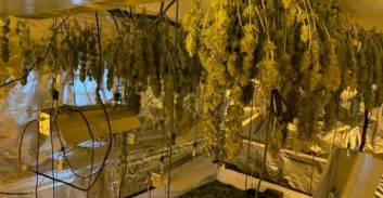 מאות ק"ג קנאביס נתפסו במעבדת "הידרו" בבני ברק