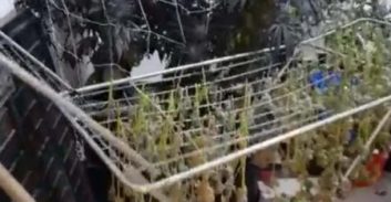 כתב אישום על גידול 37 ק"ג קנאביס בדירה שכורה באשדוד