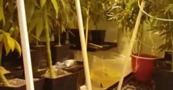 עבודות שירות לצעיר שגידל 37 ק"ג קנאביס בדירה שכורה באשדוד