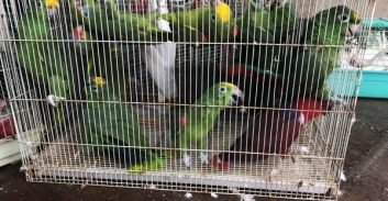 שני נאשמים בגניבת 65 תוכים בשווי יותר ממיליון שקל