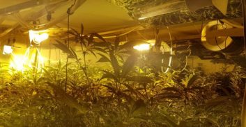 שתי מעבדות מריחואנה עם 1,000 שתילים נחשפו בלילה אחד בקיסריה