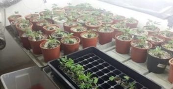 חיפוש לא חוקי במעבדת קנאביס הוביל לזיכוי למרות הודאת הנאשמים