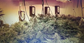 שני נאשמים בגידול עשרות ק"ג קנאביס שוחררו בתנאים מגבילים