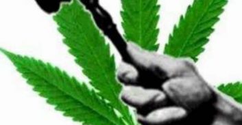 המירוץ היקר והמיותר אחרי מגדלי הקנאביס