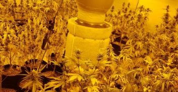 חדרה: שני חשודים בגידול 600 שתילי מריחואנה