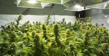 חרף הצהרת תובע: שוחרר חשוד בגידול 100 ק"ג קנאביס