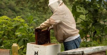 ערעור בתיק חבורת פורצים שתלו כלב וגנבו ממשקים חקלאיים בדרום