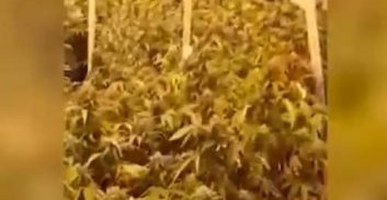 תיעוד: מעבדת הידרו נחשפה מאחורי קירות גבס במשרדי חברת הפקות