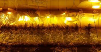 ארבעה נעצרו בחשד לגידול כ-80 ק"ג קנאביס בהרצליה