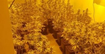 תושב קרית אתא נאשם בגידול עשרות שתילי קנאביס במעבדת הידרו