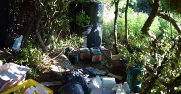 שדה קנאביס עם כ-2,700 שתילים נחשף באזור ירכא