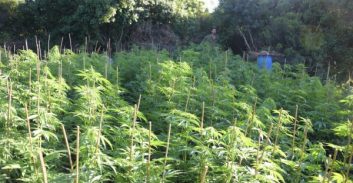 הסדר טיעון בתיק שדה הקנאביס סמוך לצומת בית ליד