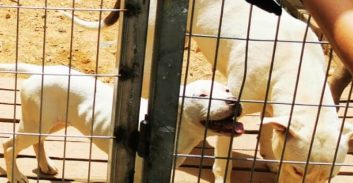 קרית ארבע: שמונה כלבי פיטבול הוחזקו במכלאה לצורך הרבעה ומסחר