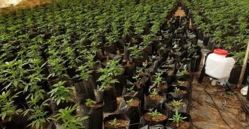 שוטרי מג"ב שרפו 27 אלף שתילי קנאביס שתפסו בשטחי אש בדרום