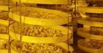 שבעה נאשמים בגידול יותר מחצי טון קנאביס במחסן מושב בשרון