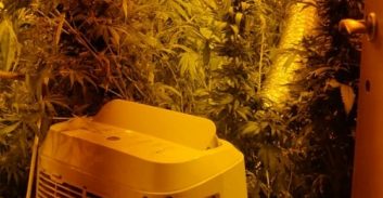 באר שבע: עבודות שירות לנאשם בתיק גידול 32 ק"ג קנאביס