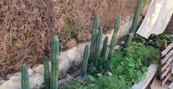 התיק נסגר: לא ניתן להוכיח שהקקטוסים מכילים סם פסיכדלי