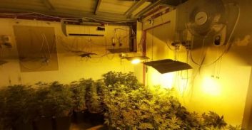 אפקט הסגר: נאשם בגידול 44 ק"ג קנאביס בעפולה שוחרר למעצר בית ביקנעם