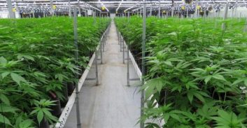 חשד: פרצו לחווה באזור ים המלח וגנבו כעשרה קילוגרם קנאביס רפואי