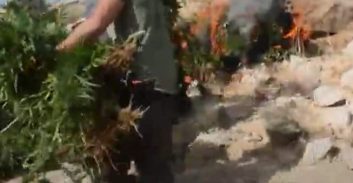פוסטה TV: שוטרי מג"ב תפסו והשמידו 11 חממות קנאביס בשטח אש בדרום