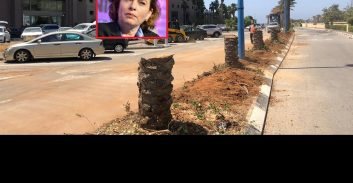 ראש העירייה "הירוקה" של חיפה כרתה שדרת עצים בחוף הכרמל