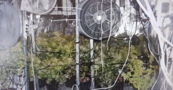 אשדוד: ארבעה חשודים בגידול יותר מ-100 שתילי קנאביס בדירה