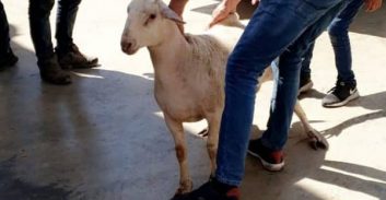 חופשה בימי קורונה: אסיר יצא לטקס עקיקה – בריתה מוסלמית