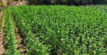 כ-7,000 שתילי קנאביס אותרו בחממות באזור מטה יהודה