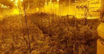 מאות שתילי קנאביס אותרו במעבדת "הידרו" בעיר שדרות