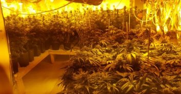 חולון: עבודות שירות למוכר למשטרה שגידל 80 ק"ג קנאביס