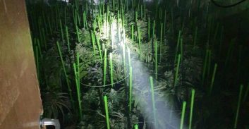 אישום: גידל 44 ק"ג קנאביס ונחשף בעקבות שריפה שפרצה במעבדה