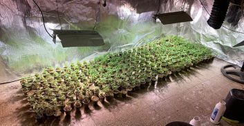 אישום: מוכר למשטרה גידל כמעט 900 שתילי קנאביס בדירת מרתף