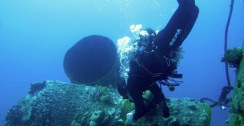 קצא"א תשלם לציבור רבע מיליון שקלים בעקבות הרס שונית האלמוגים באילת
