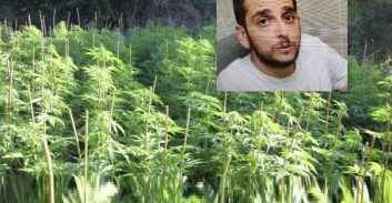 כתב אישום: עובד בחנות ירקות גידל רבע טון קנאביס בשמורת טבע בגליל