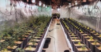 מאסר לנאשם שהודה בגידול יותר מ-1,200 שתילי קנאביס בחניון תת-קרקעי