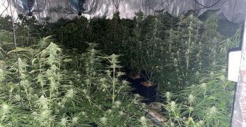 כתב אישום: גידלו 61 ק"ג קנאביס במעבדת הידרו בחולון