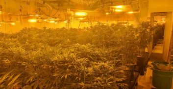 כחצי טון מריחואנה נתפסו במעבדה בראשל"צ – ארבעה נעצרו