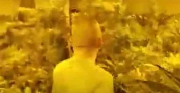 אישום: גידלו כמעט חצי טון קנאביס באולם בראשון לציון