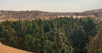 מג"ב והסיירת הירוקה איתרו והשמידו 17 אלף שתילי קנאביס בנגב