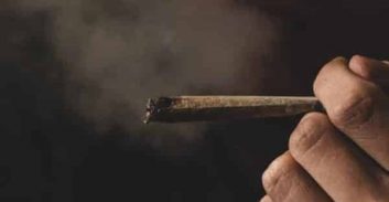 בוטלה הרשעת מהנדס אזרחי שגידל 180 גרם קנאביס