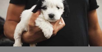 אישום: מלווה בריבית "חטף" כלבה של חייב וסחט אותו באיומים