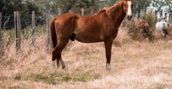 לך תוכיח שיש לך סוס