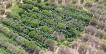 אלפי שתילי קנאביס אותרו בשדה בתל מונד