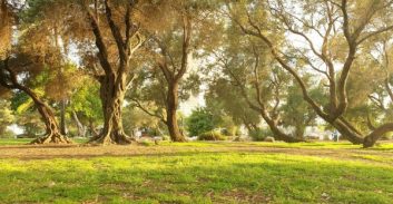 עיריית תל אביב נגד הקמת מתחם התארגנות של נת"ע בגן הכובשים