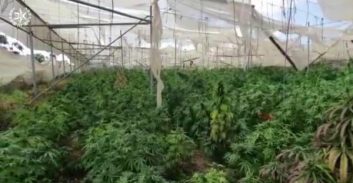 אב ובנו נאשמים בגידול 800 ק"ג קנאביס