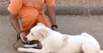 שחרור מוקדם לצעיר מג'סר א-זרקא שירה בחתונה ונשפט ל-4.5 שנות מאסר